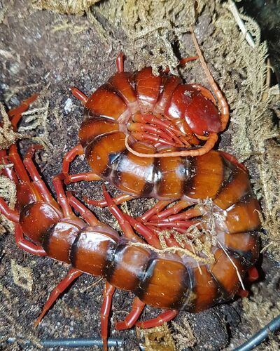 Scolopendra dehaani "Cherry Red"