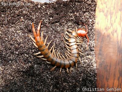 Scolopendra morsitans